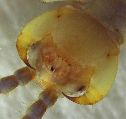 Réf. 242 326 : Lithobius melanops
